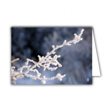 Greeting card | Frozen branch